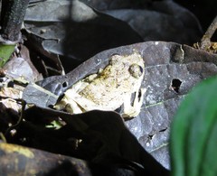 Pristimantis labiosus