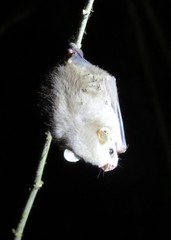 Chiroderma villosum