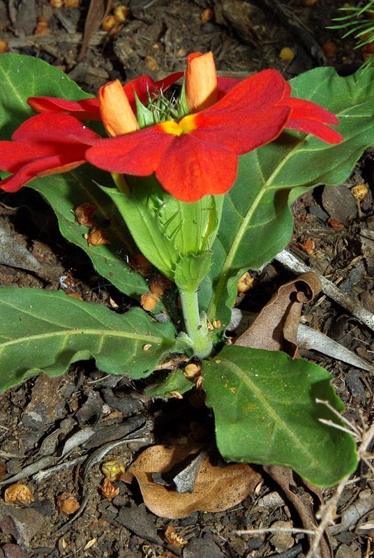 Zulu Crossandra