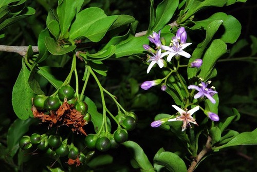 Ehretia rigida subsp. nervifolia image