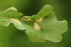 Phyllonorycter lautella