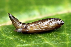 Phyllonorycter lautella