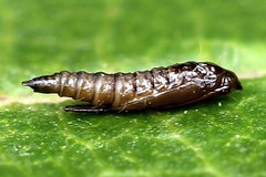 Phyllonorycter lautella
