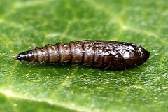 Phyllonorycter lautella