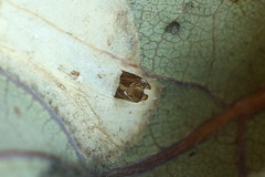 Phyllonorycter lautella