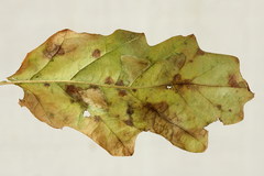 Phyllonorycter lautella