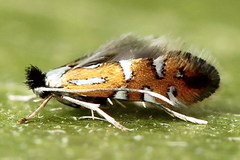 Phyllonorycter lautella