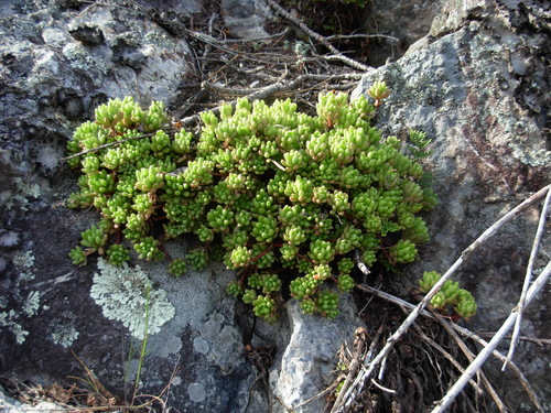 Sedum hirsutum