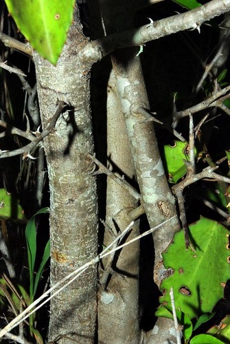 Acacia luederitzii var. retinens image