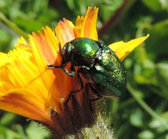 Cryptocephalus aureolus