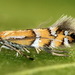 Gracillariidae - Photo (c) Andrey Ponomarev, μερικά δικαιώματα διατηρούνται (CC BY-NC), uploaded by Andrey Ponomarev