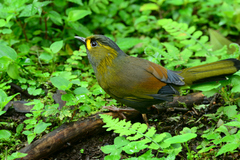 Liocichla steerii