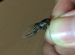 Popplepsalta notialis