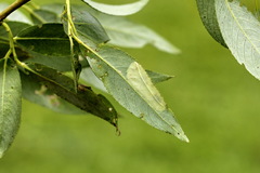 Phyllonorycter pastorella