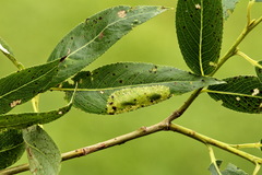 Phyllonorycter pastorella
