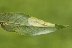 Phyllonorycter pastorella