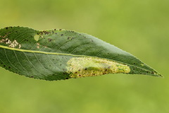 Phyllonorycter pastorella