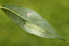 Phyllonorycter pastorella