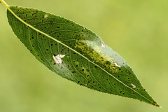 Phyllonorycter pastorella
