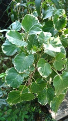 Polyscias guilfoylei