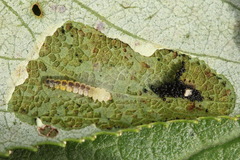 Phyllonorycter pastorella