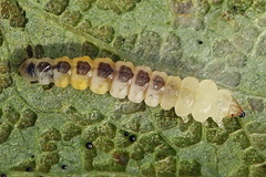 Phyllonorycter pastorella