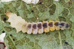 Phyllonorycter pastorella