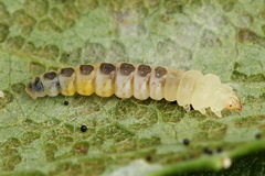 Phyllonorycter pastorella