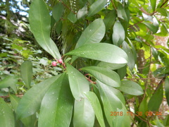 Ardisia squamulosa