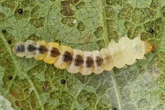 Phyllonorycter pastorella