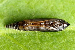 Phyllonorycter pastorella