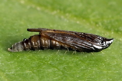 Phyllonorycter pastorella