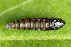 Phyllonorycter pastorella