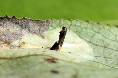 Phyllonorycter pastorella