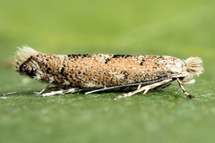 Phyllonorycter pastorella