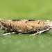 Phyllonorycter pastorella - Photo (c) Andrey Ponomarev, μερικά δικαιώματα διατηρούνται (CC BY-NC), uploaded by Andrey Ponomarev