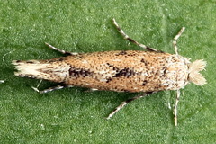 Phyllonorycter pastorella