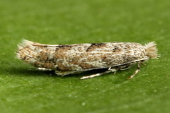 Phyllonorycter pastorella