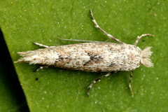 Phyllonorycter pastorella