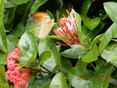 Ixora casei