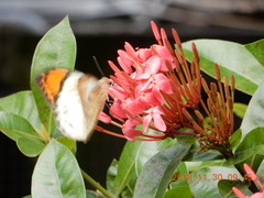 Ixora casei