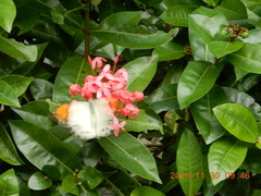 Ixora casei