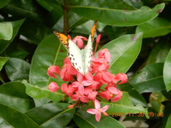 Ixora casei