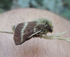 Malacosoma alpicolum