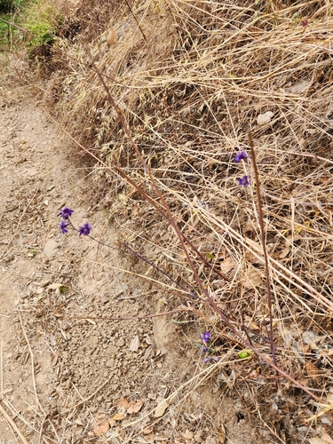 Image of Delphinium umbraculorum by (c) Trevor Harding, some rights reserved (CC BY)