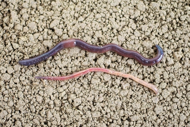 Genus Aporrectodea &middot; iNaturalist