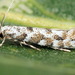 Phyllonorycter populifoliella - Photo (c) Andrey Ponomarev, some rights reserved (CC BY-NC), uploaded by Andrey Ponomarev