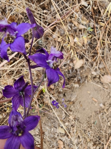 Image of Delphinium umbraculorum by (c) Trevor Harding, some rights reserved (CC BY)