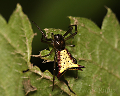 Micrathena furva