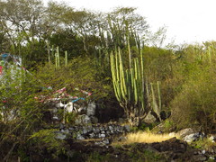 Isolatocereus dumortieri